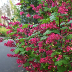 Ribes sanguineum ‘King Edward VII’