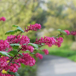 Ribes sanguineum ‘King Edward VII’