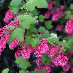 Ribes sanguineum ‘King Edward VII’