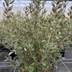 Olearia haastii