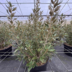 Olearia haastii