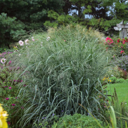 Panicum virgatum ‘Northwind’