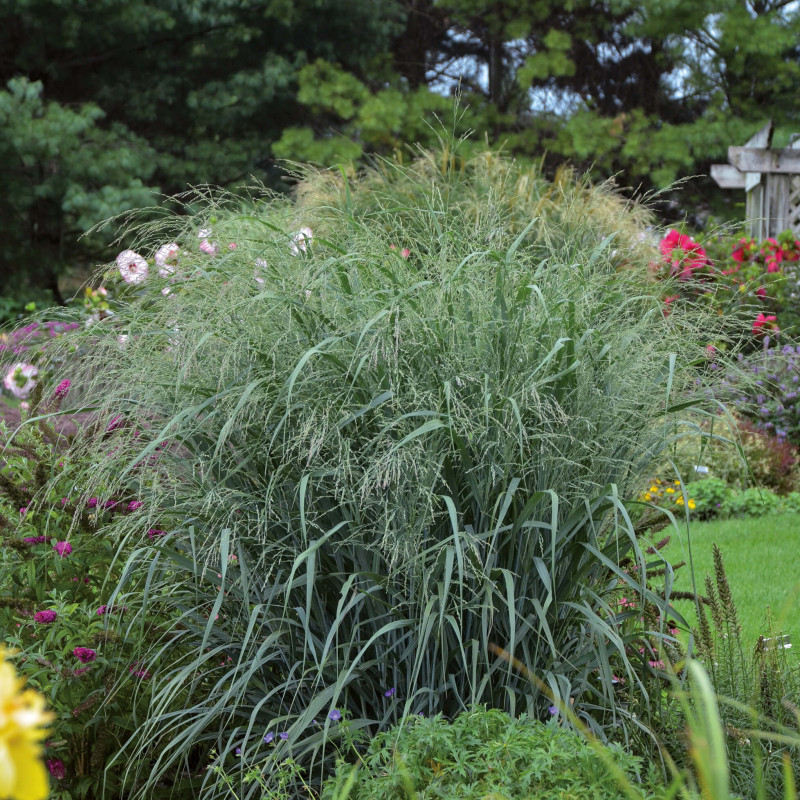 Panicum virgatum ‘Northwind’