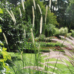 Pennisetum macrourum Queue d'or