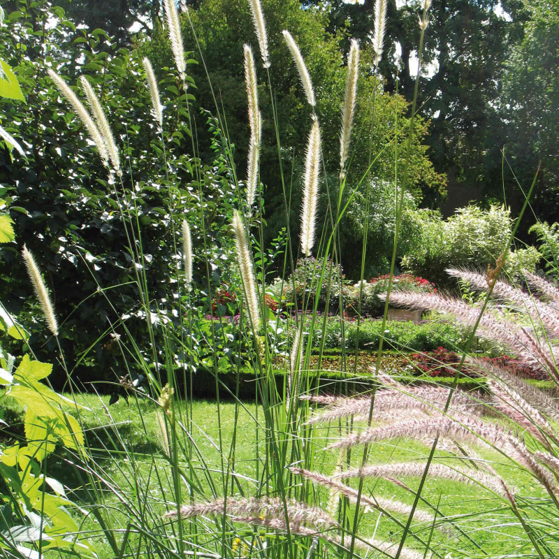 Pennisetum macrourum Queue d'or