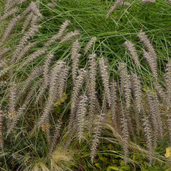 Pennisetum orientale ‘Karley Rose’