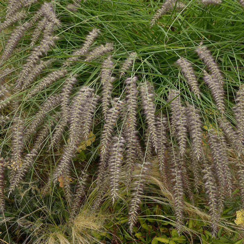 Pennisetum orientale ‘Karley Rose’