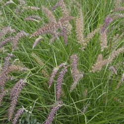Pennisetum orientale ‘Karley Rose’
