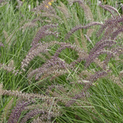 Pennisetum orientale ‘Karley Rose’