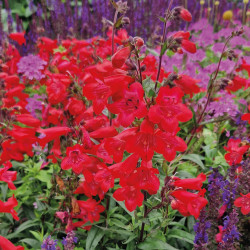 Penstemon Quartz ® Red