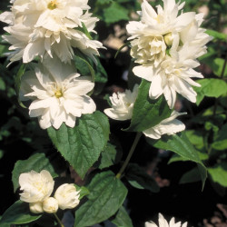 Philadelphus virginalis