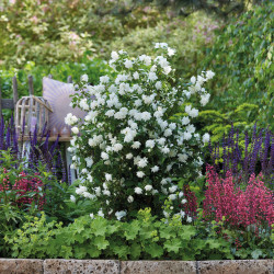 Philadelphus virginalis