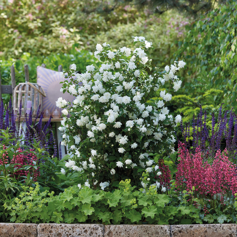 Philadelphus virginalis