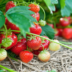 Fraisier Mariguette