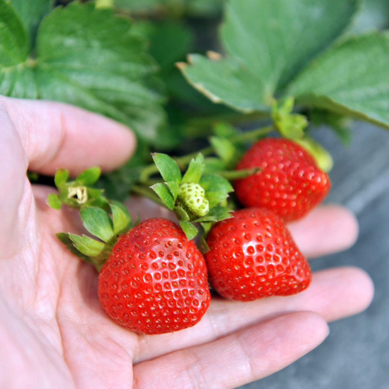 Fraisier Mariguette