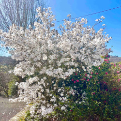 Magnolia étoilé