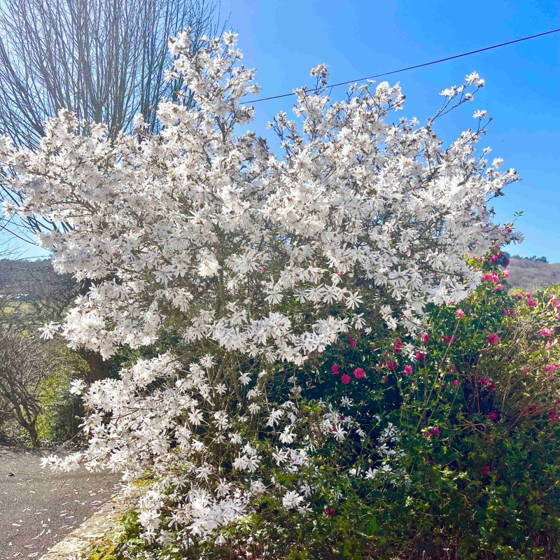Magnolia étoilé
