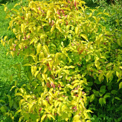 Cornus mas ‘Aurea‘