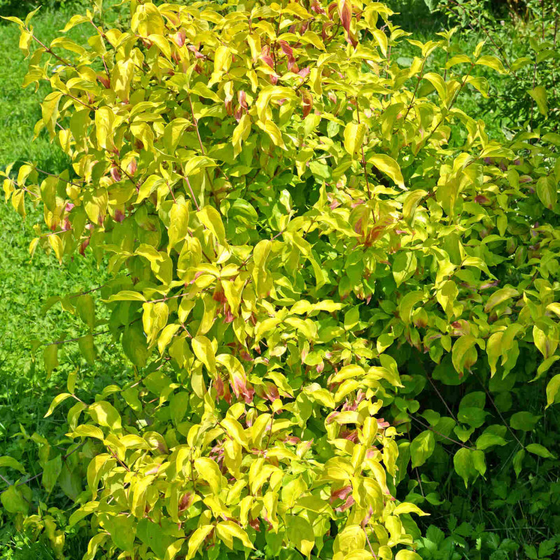 Cornus mas ‘Aurea‘
