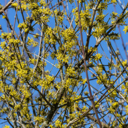 Cornus mas ‘Aurea‘