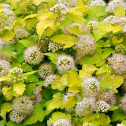 Physocarpus opulifolius ‘Dart's Gold’