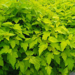 Physocarpus opulifolius ‘Dart's Gold’