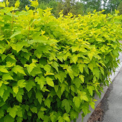 Physocarpus opulifolius ‘Dart's Gold’