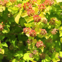 Physocarpus opulifolius ‘Dart's Gold’