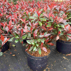 Photinia fraseri ‘Carré Rouge’