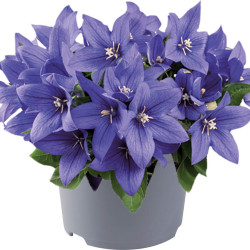 Platycodon ‘Pop Star Blue’