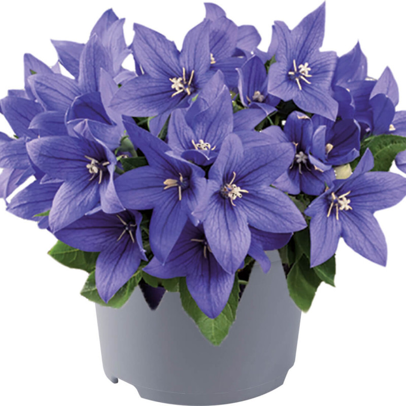 Platycodon grandiflorum 'Pop Star Blue'