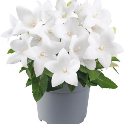 Platycodon ‘Pop Star White’