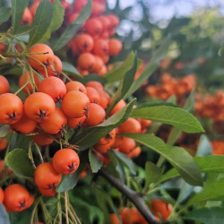 Pyracantha ‘Orange Glow’