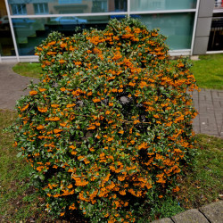 Pyracantha ‘Orange Glow’
