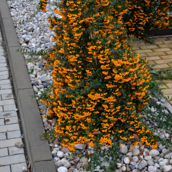 Pyracantha ‘Orange Glow’