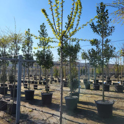 Prunus domestica ‘Black Amber’