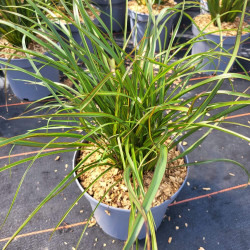 Phormium ‘Tom Thumb’