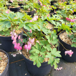 Dicentra spectabilis