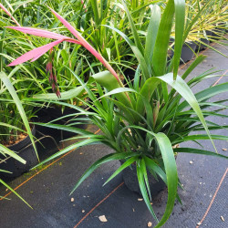 Billbergia nutans