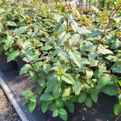 Fuchsia ‘Mrs Popple’