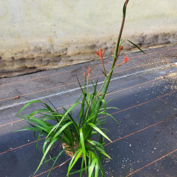 Anigozanthos flavidus Landscape Gold