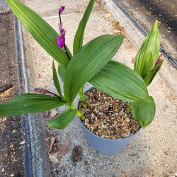 Orchidée de jardin