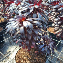 Aeonium arboreum ‘Zwartkop‘