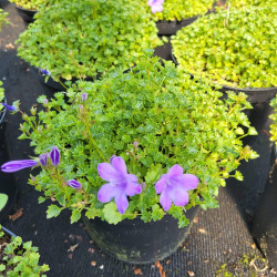 Campanule des murs