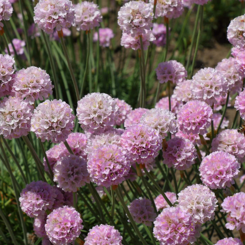 Armeria maritima ‘Rosea’