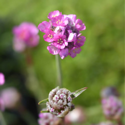 Armeria maritima ‘Rosea’