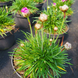 Armeria maritima ‘Rosea’