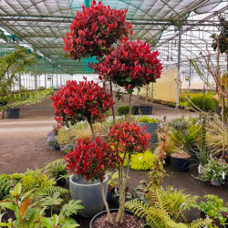Photinia × fraseri ‘Little Red Robin’