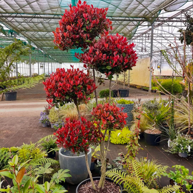Photinia × fraseri ‘Little Red Robin’