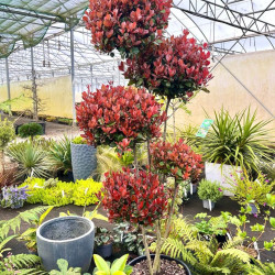 Photinia × fraseri ‘Little Red Robin’